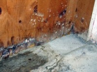 mold and water damage from basement leak